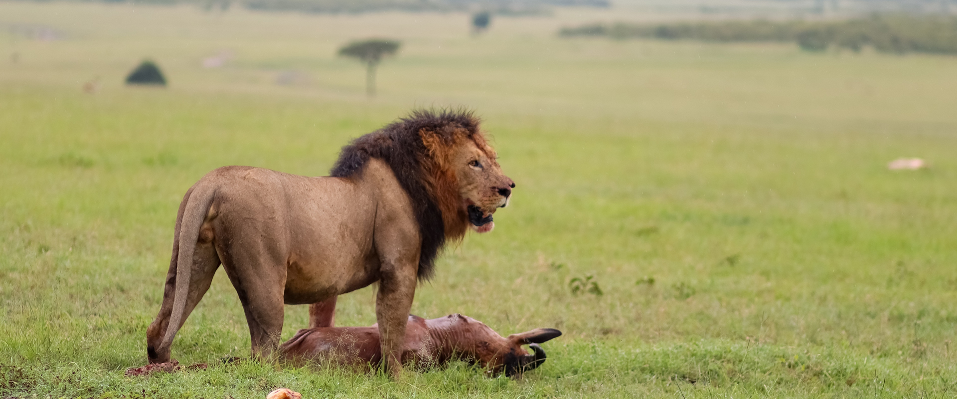 7 Days: Arusha,Manyara, Ngorongoro, Serengeti & Tarangire National Park safari photo